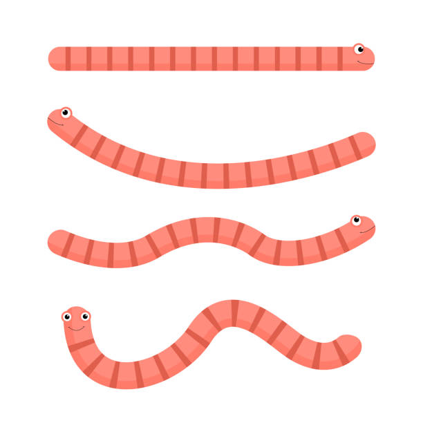 Cute cartoon worm set vector Cute cartoon worm set vector illustration isolated on white. worm stock illustrations