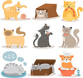 Cute cats character different pose vector illustration