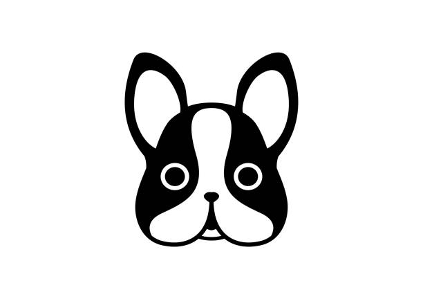 Cute Chubby Frenchie vector art illustration