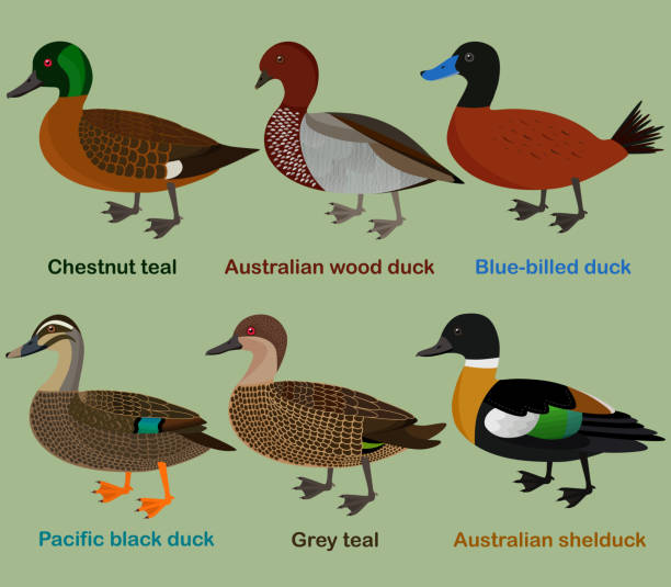 Cute duck aquatic bird vector illustration set, Chestnut teal, wood duck, blue-billed duck, Pacific black duck, Grey teal, shelduck vector art illustration