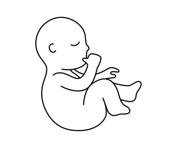 ilustraciones, imágenes clip art, dibujos animados e iconos de stock de lindo bebé feto chupando un dedo estilo de contorno con ilustración vectorial de trazo editable - abortion clinic