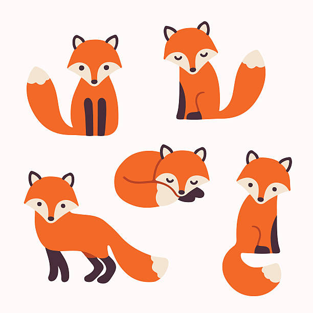 cute fox collection Set of cute cartoon foxes in modern simple flat style. Isolated vector illustration fox stock illustrations