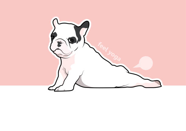 Cute French Bulldog in Yoga Style. vector art illustration