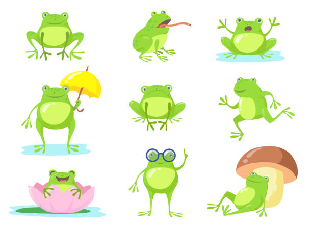Cute frog in different poses flat character set Cute frog in different poses flat character set. Cartoon funny green toad jumping, sitting, relaxing in pond, eating fly isolated vector illustration collection. Animals and amphibians concept stylized underwater nature set of icons stock illustrations