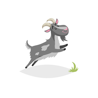 Cute funny goat. Cartoon flat style trendy design farm domestic animal. Spotty grey breed goat jumping. Vector illustration isolated on white background.