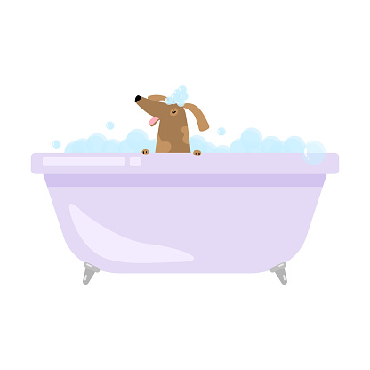 Cute funny home dog is taking bath in bathtub
