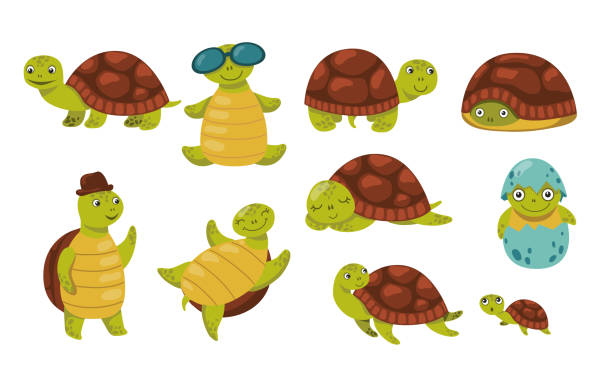 süße lustige schildkröte set - galápagos stock-grafiken, -clipart, -cartoons und -symbole