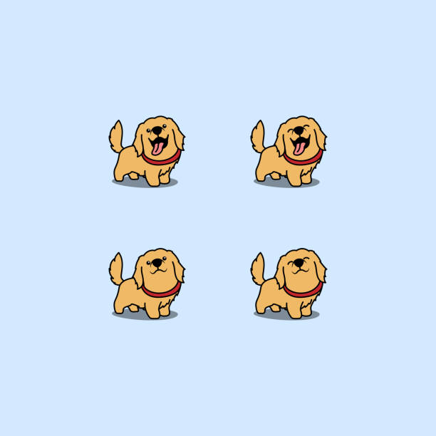 ilustrações de stock, clip art, desenhos animados e ícones de cute golden retriever dog cartoon set, vector illustration - golden retriever