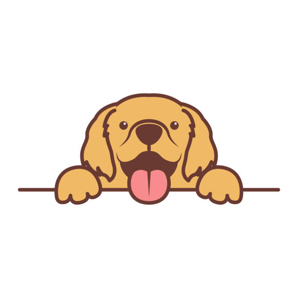 ilustrações de stock, clip art, desenhos animados e ícones de cute golden retriever puppy paws up over wall, dog face vector illustration - golden retriever