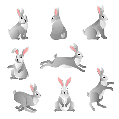 Cute grey rabbits set