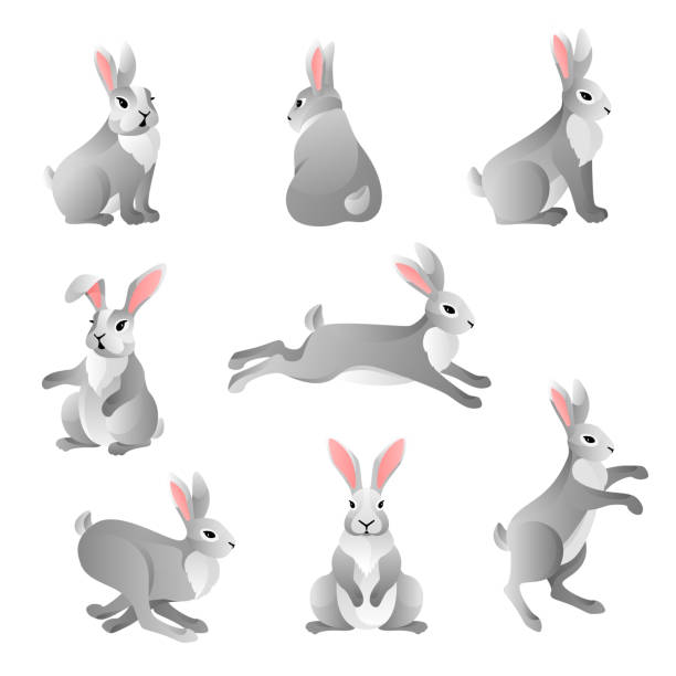 Cute grey rabbits set Set of cute grey rabbits in various poses isolated on white background. Hare characters sitting and running. Vector illustration. rabbit stock illustrations