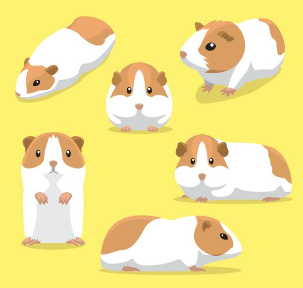 Cute Guinea Pig Poses Cartoon Vector Illustration Animal Character EPS10 File Format guinea pig stock illustrations