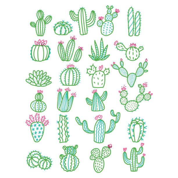 Cute hand drawn vector cactus without pots color outlined illustration. Set of cute hand drawn green line cacti with pink flowers. Cute hand drawn vector cactus without pots color outlined illustration. Set of cute hand drawn green line cacti with pink flowers desert area clipart stock illustrations