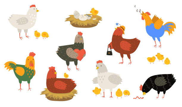Cute hens and roosters flat icon set Cute hens and roosters flat icon set. Cartoon chicken singing, eating worm, sitting in nest isolated vector illustration collection. Funny domestic birds, farm and poultry concept chicken meat stock illustrations