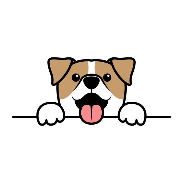 ładny jack russell terrier łapy w górę przez ścianę, pies twarz kreskówka, wektor ilustracja - dog stock illustrations