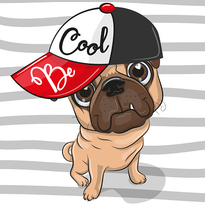 Cute Pug Dog with a red cap