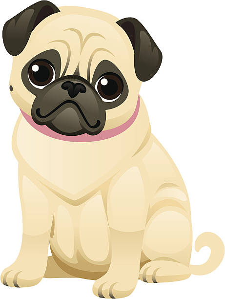 Cute Pug A sweet little pug wearing a collar. The face, body, and collar are all grouped separately so you can remove the collar or change the color, and remove the body and/or collar if you just want the face. heyheydesigns stock illustrations