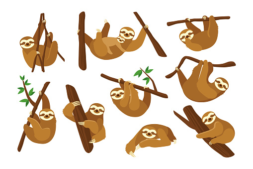 Cute sloth on branch flat pictures collection. Cartoon funny sloth hanging on tree branch, sleeping, smiling isolated vector illustrations. Animals and wildlife concept