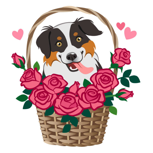 Cute smiling herding dog sitting in basket of roses vector cartoon illustration isolated on white. Pet lovers, friendship, love, Valentine's day, romance, dating, birthday, thank you, greeting card Cute smiling herding dog sitting in basket of roses vector cartoon illustration isolated on white. Pet lovers, friendship, love, Valentine's day, romance, dating, birthday, thank you, greeting card happy valentines day dog stock illustrations