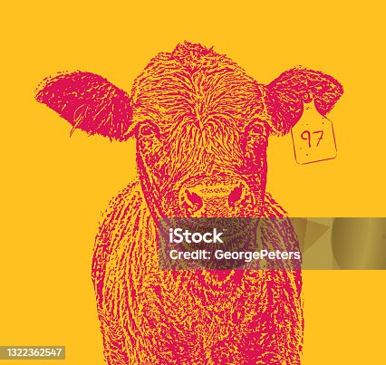 istock Cute smiling Red Angus cow. 1322362547