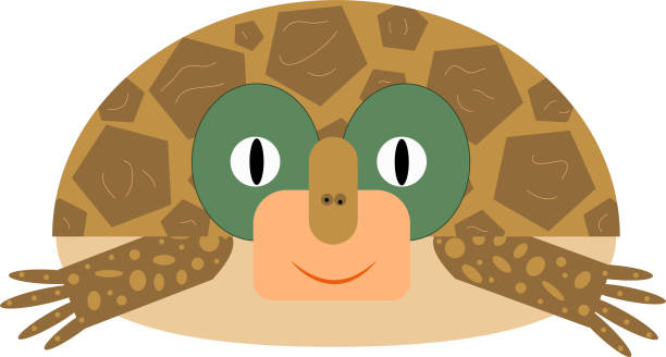 niedliche schildkröte - galápagos stock-grafiken, -clipart, -cartoons und -symbole