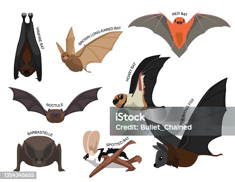 istock Cute Various Bats Cartoon Vector Illustration Set Identify 1354345655