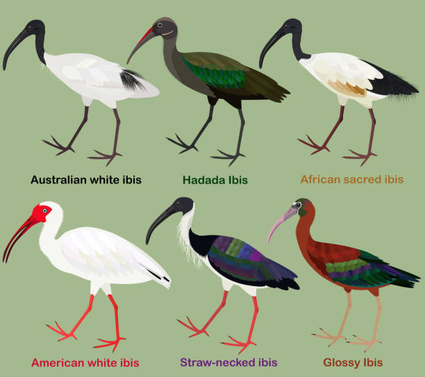 Cute wading bird vector illustration set, Australian white ibis, Hadada, African sacred, American white, Straw-necked, Glossy Ibis vector art illustration