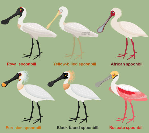 Cute wading bird vector illustration set, Royal Spoonbill, Yellow-billed, African, Eurasian, Black-faced, Roseate spoonbill vector art illustration