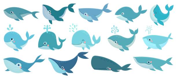 illustrations, cliparts, dessins animés et icônes de des baleines mignonnes. animaux marins, baleines bleues sous-marines, icônes pour enfants pour autocollants, douche de bébé, livres. ensemble simple de vecteur de dessin animé - event