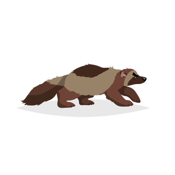 Cute wolverine. Cartoon comic style vector illustration of forest wild animal. Predator, dangerous animal drawing. Europe and north America animal. Cute wolverine. Cartoon comic style vector illustration of forest wild animal. Predator, dangerous animal drawing. Europe and north America animal. EPS10 + JPEG preview. university of michigan stock illustrations