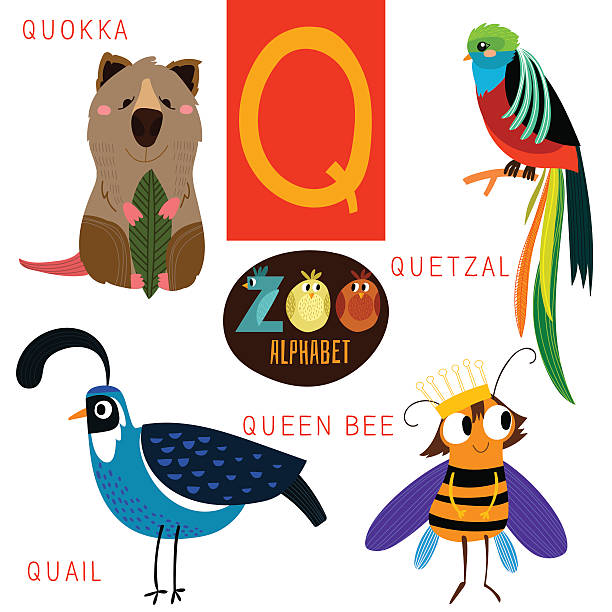 Cute zoo alphabet in vector.Q letter. Funny cartoon animals Cute zoo alphabet in vector.Q letter. Funny cartoon animals:Quokka,quetzal,quail,queen bee. Alphabet design in a colorful style. quetzal stock illustrations