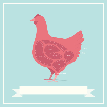 Vintage style illustration showing different cuts of chicken. This is an editable EPS vector illustration. vector