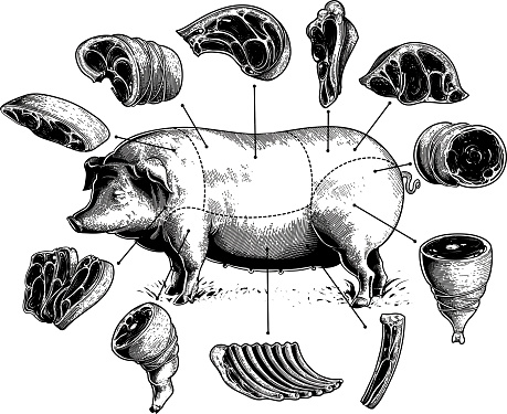 Illustrations of pork meat cuts.