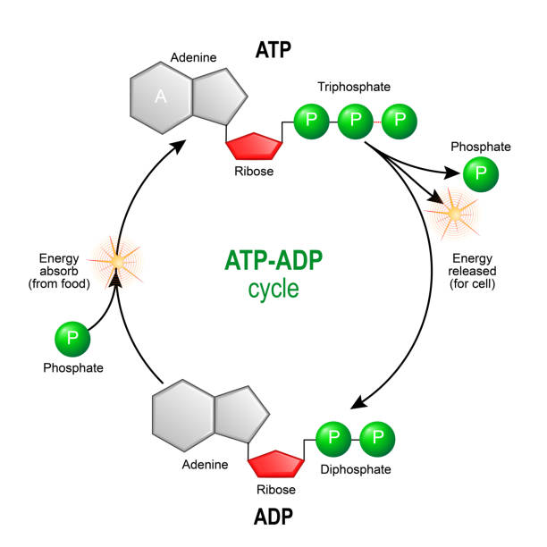 ATP ADP cycle. intracellular energy transfer. ATP ADP cycle. Adenosine triphosphate (ATP) is a organic chemical that provides energy for cell. intracellular energy transfer. Adenosine diphosphate (ADP) is organic compound for metabolism in cell. Vector diagram for educational, biological, medical and science use.
model of molecule adenosine triphosphate, and Adenosine diphosphate photosynthesis diagram stock illustrations
