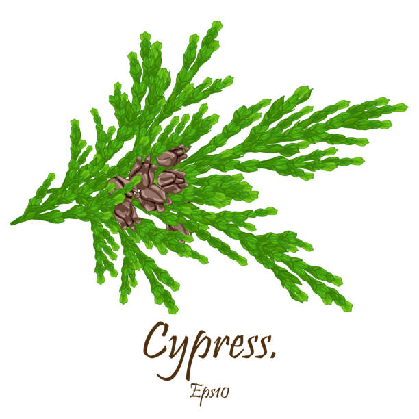 bildbanksillustrationer, clip art samt tecknat material och ikoner med cypress cedar tree branch. cypress gren med koner. barr träds blomma av cypress på gröna grenar. eps 10 - whitetail