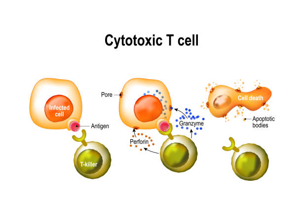 Cytotoxic T cell. Cytotoxic T cell. T-cell regulate immune responses, release the perforin and granzymes, and attack infected or cancerous cells. Through the action of perforin, granzymes enter the cytoplasm of the target cell, and lead to apoptosis (cell death). receptor stock illustrations