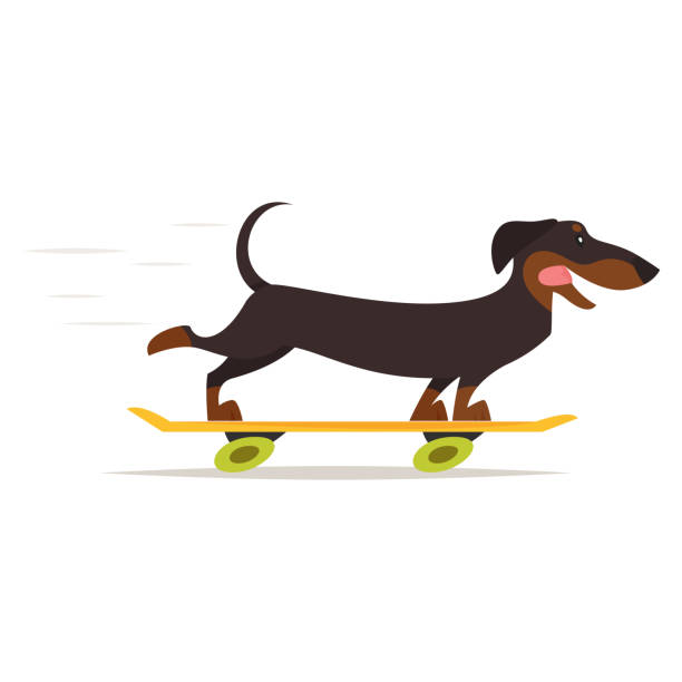 bildbanksillustrationer, clip art samt tecknat material och ikoner med tax hund rider skateboard - tax
