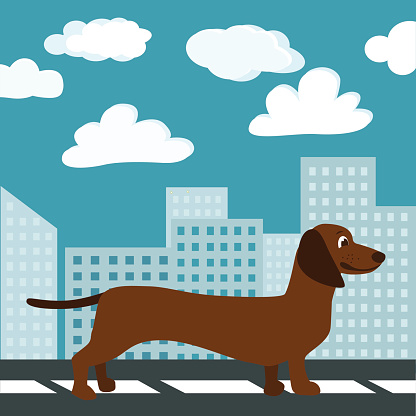 Dachshund in the City