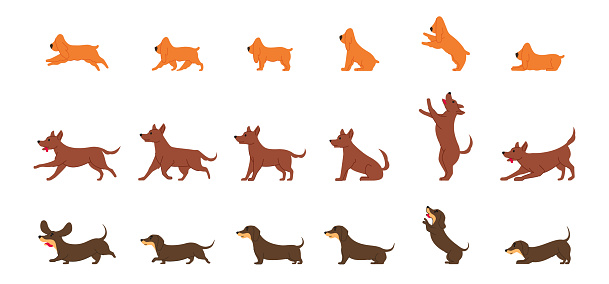 Dachshund, Spaniel dog and ordinary mongrel dog various poses flat line graphic isolated