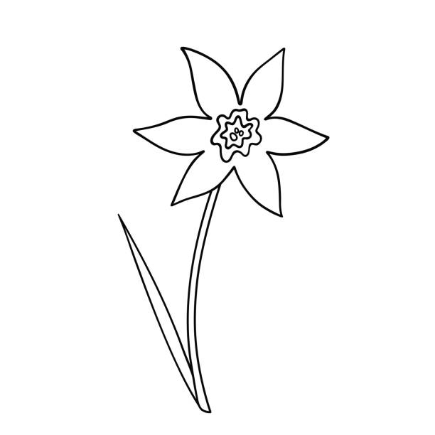Daffodil Outline Illustrations, Royalty-Free Vector Graphics & Clip Art ...