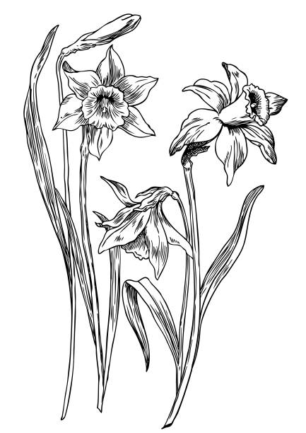 Daffodils Hand drawn pen and ink daffodils botanical illustration. Colors can be changed easily. Flowers are separate groups daffodil stock illustrations