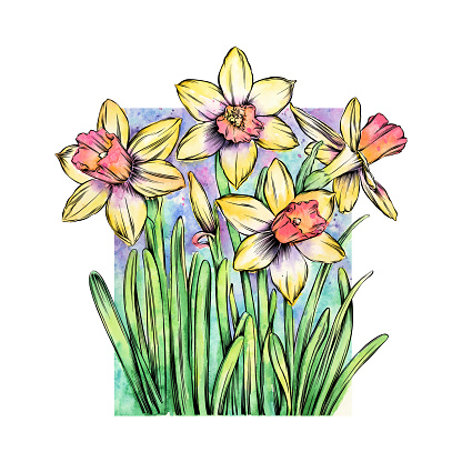 Daffodils Watercolor and Ink Vector EPS10 Illustration
