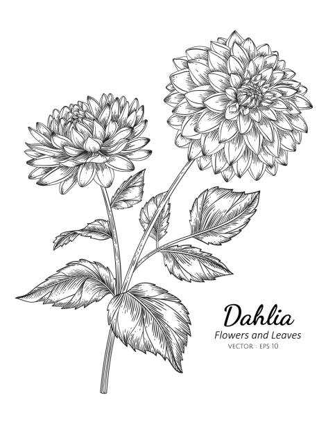 bildbanksillustrationer, clip art samt tecknat material och ikoner med dahlia blomteckning illustration med linjekonst på vita bakgrunder. - dahlia