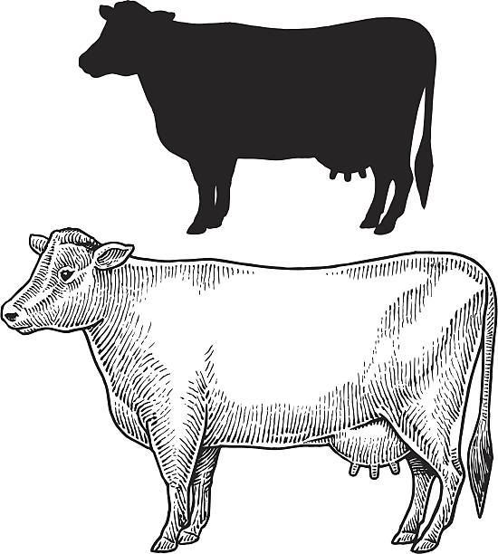 Dairy Cow - Farm Animal, Livestock Dairy Cow - Farm Animal, livestock. Pen and ink and silhouette style illustrations of a dairy cow. Layered. Check out my "Vectors Animals & Insects" light box for more. dairy cattle stock illustrations