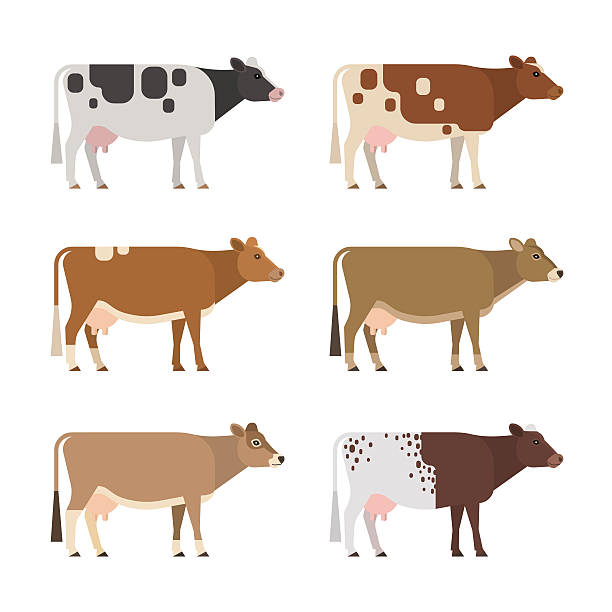 Dairy cows Set of six different breeds and colors dairy cows, isolated on white background. brown cow stock illustrations