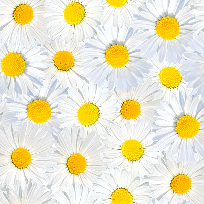 Daisies Close-up Floral Seamless Pattern. Spring Season, Easter Concept. Design Element for Easter Greeting Cards, Bridal Shower and Wedding Cards.