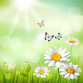 Summer meadow background with white daisy flowers and butterflies vector illustration