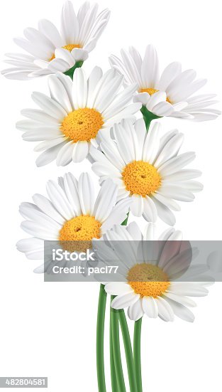 istock Daisy Bouquet (Vector) 482804581