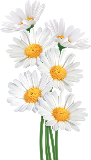 Realistic vector illustration of daisy flowers bouquet on white background.