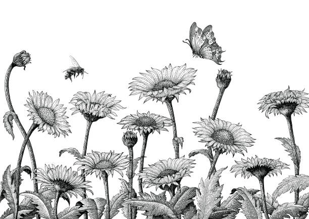 Daisy field hand drawing engraving illustration isolated on white background,Daisy field vintage style wallpaper Daisy field hand drawing engraving illustration isolated on white background,Daisy field vintage style wallpaper butterfly insect illustrations stock illustrations
